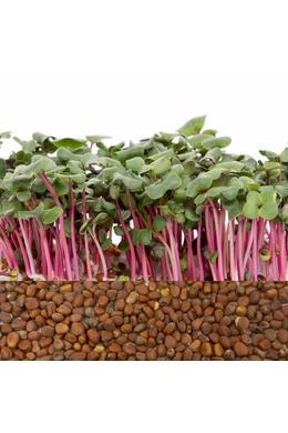 Retek 'China Rose'  BIO vetőmag