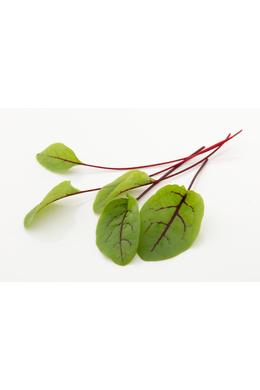 Red sorrel