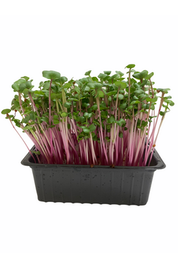 China rose retek