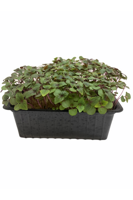 Shiso bicolor