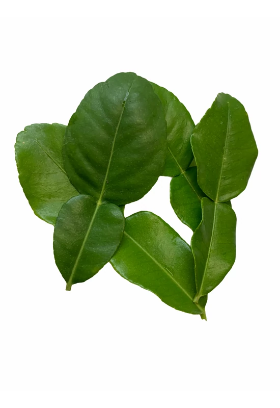 Kaffir lime levél