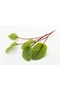 Red sorrel